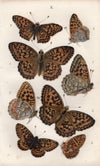 アンティークリトグラフ BRITISH BUTTERFLIES F