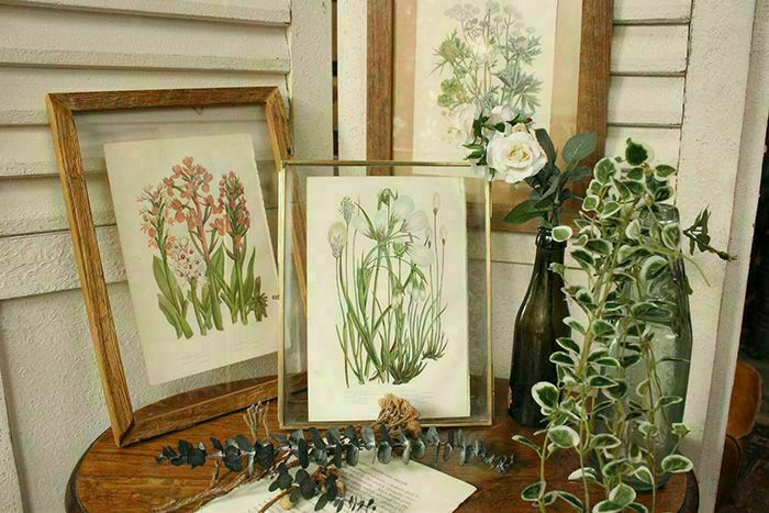 イギリスアンティークボタニカルリトグラフ『Anne Pratt 花』100年以上前に描かれた色彩が美しい植物画1