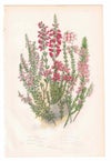 イギリスアンティークボタニカルリトグラフ『Anne Pratt 花』100年以上前に描かれた色彩が美しい植物画7