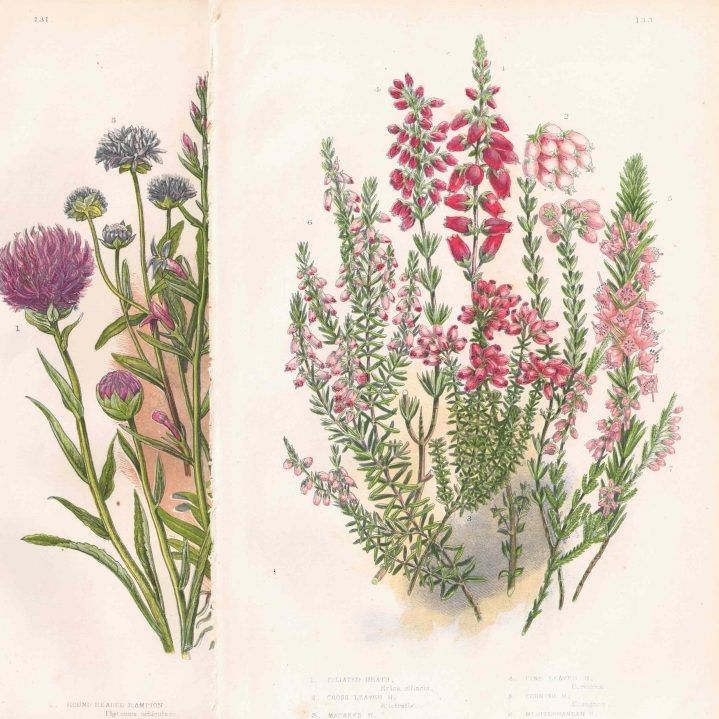 イギリスアンティークボタニカルリトグラフ『Anne Pratt 花』100年以上