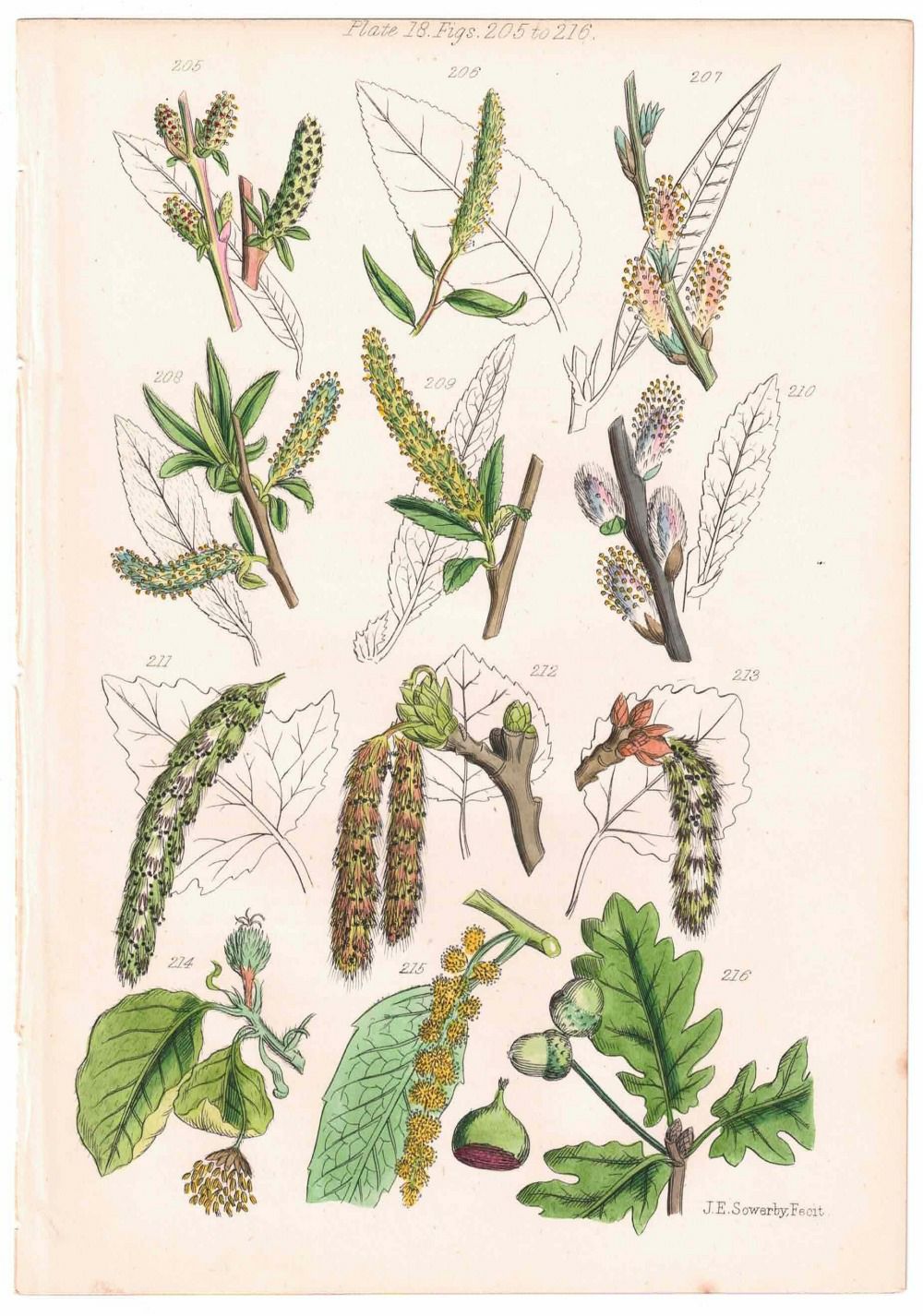 アンティークリトグラフ 花図鑑 ヴィクトリア時代 植物図鑑2