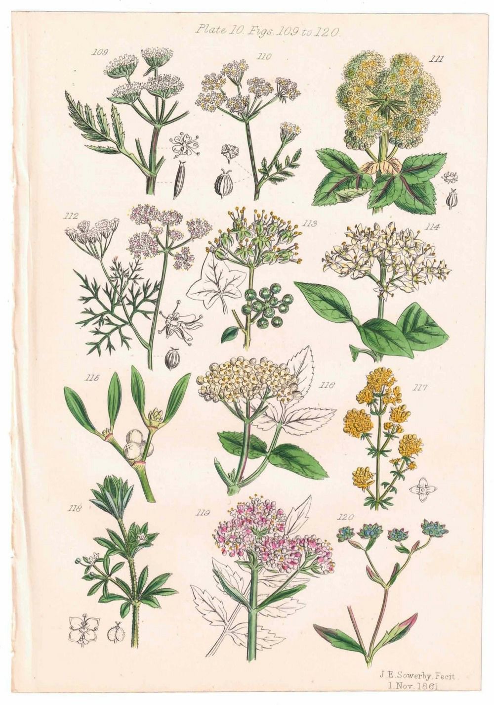 アンティークリトグラフ 花図鑑 ヴィクトリア時代 植物図鑑の通販