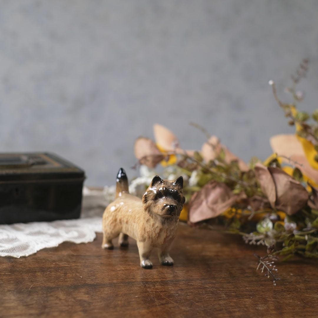 愛犬 家向き\