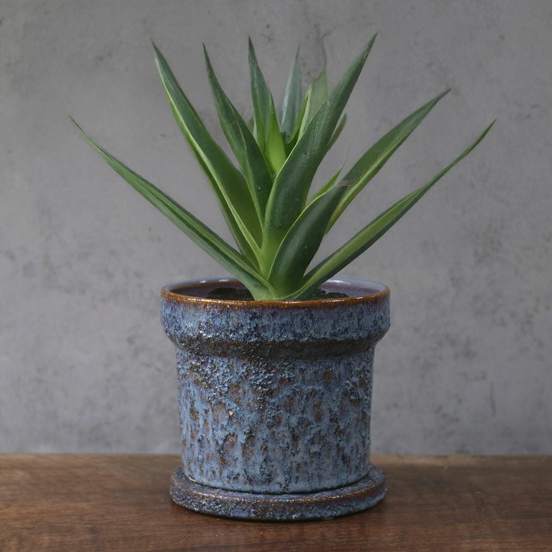 童話の鉢植えシリーズ 陶器のプランター&受け皿セット 青L2