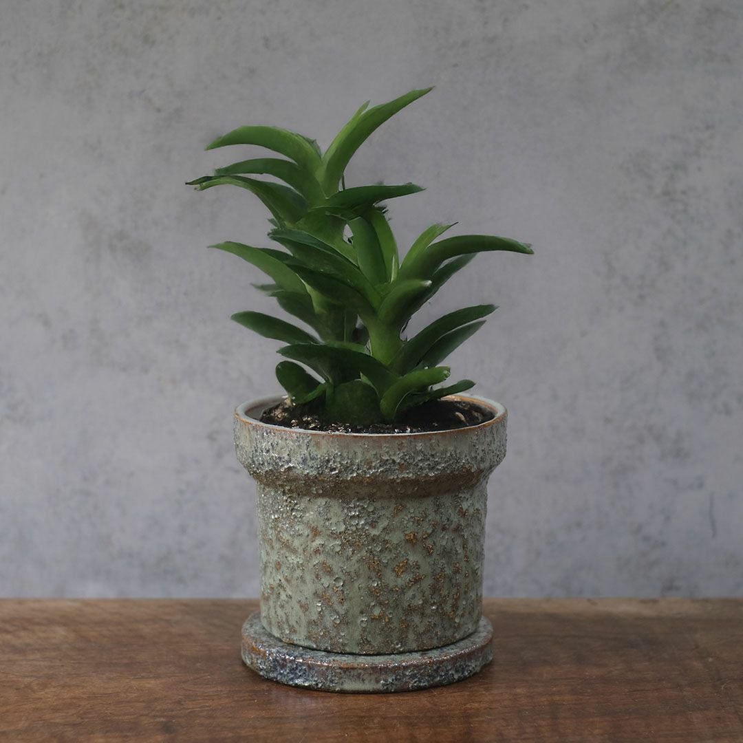 テラコッタの小さなプランターポット。かわいいサイズ感で多肉植物との