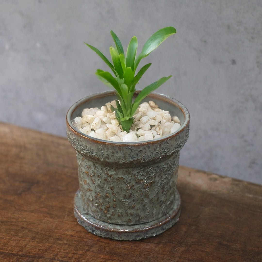 テラコッタの小さなプランターポット。かわいいサイズ感で多肉植物との