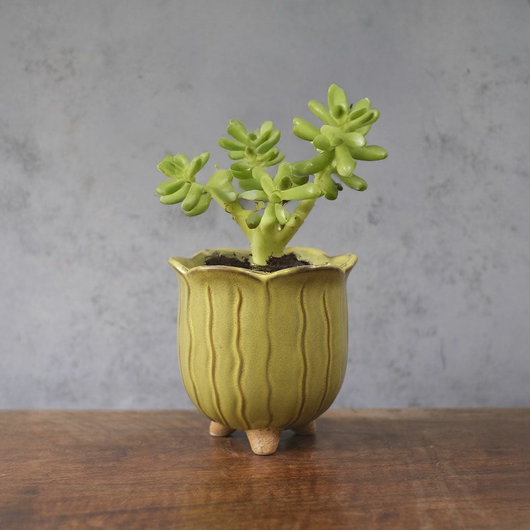 童話の鉢植えシリーズ 陶器のプランター&受け皿セット チューリップ 黄色