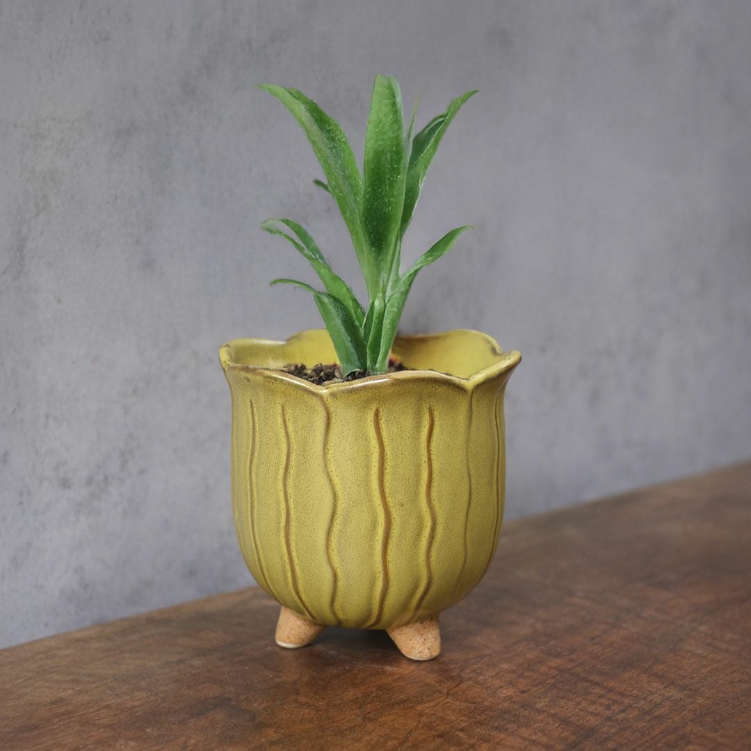 童話の鉢植えシリーズ 陶器のプランター&受け皿セット チューリップ 黄色3