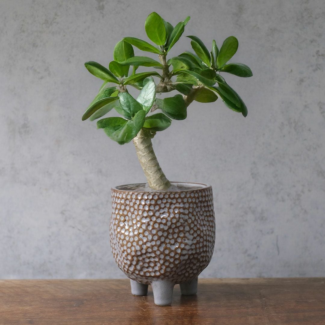 テラコッタの小さなプランターポット。かわいいサイズ感で多肉植物との