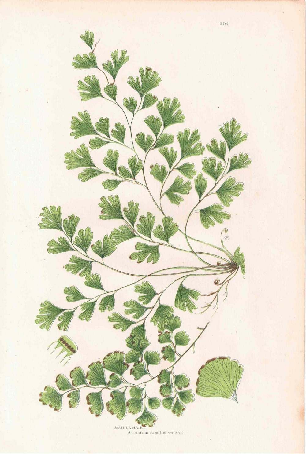 アンティークボタニカルリトグラフ 秋とシダ植物 100年以上前に描かれた色彩が美しい植物画4