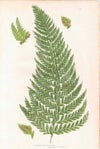 アンティークボタニカルリトグラフ 秋とシダ植物 100年以上前に描かれた色彩が美しい植物画5