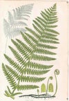アンティークボタニカルリトグラフ 秋とシダ植物 100年以上前に描かれた色彩が美しい植物画8