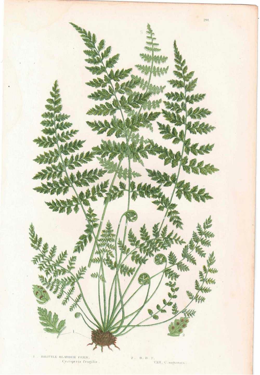 アンティークボタニカルリトグラフ 秋とシダ植物 100年以上前に描かれた色彩が美しい植物画9