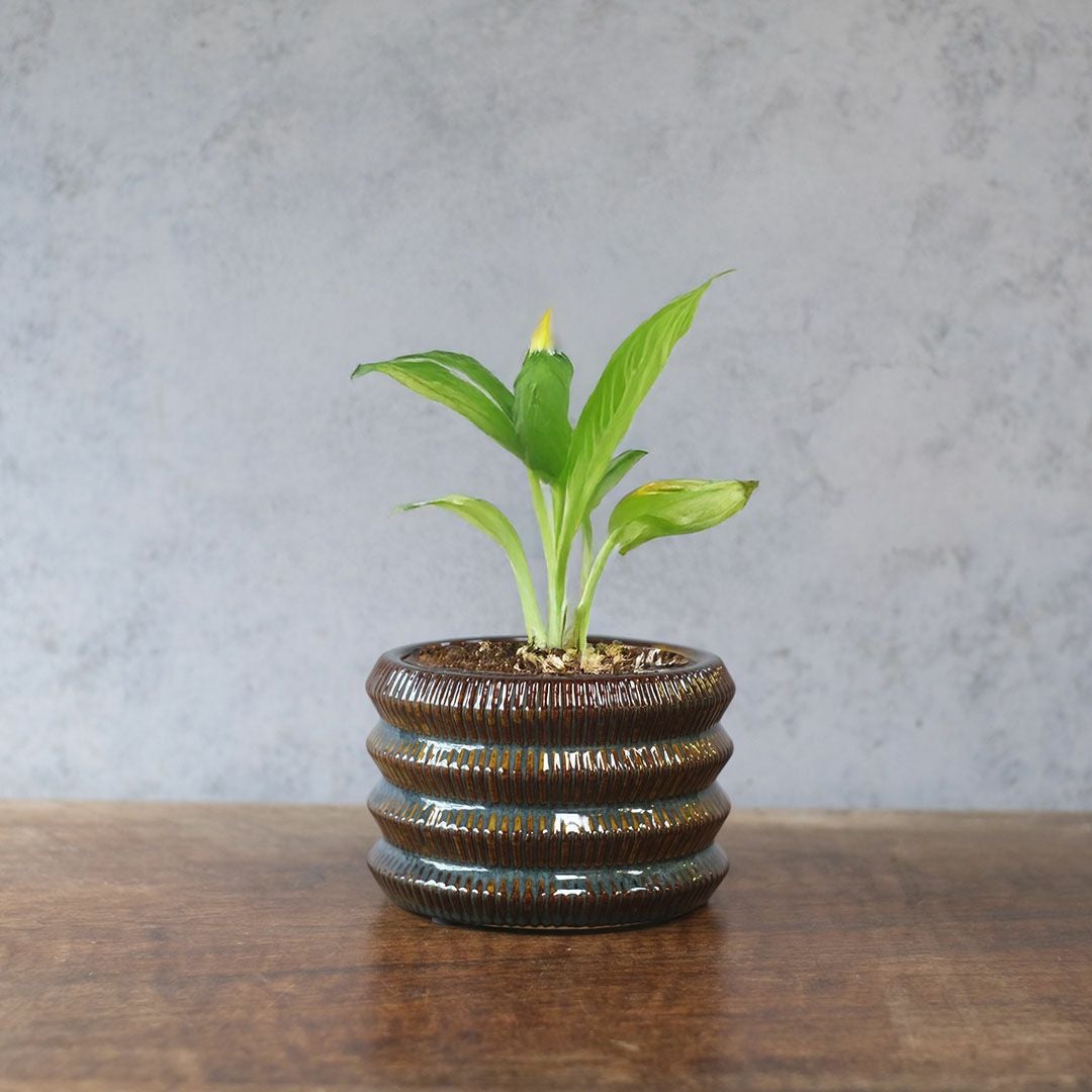 テラコッタの小さなプランターポット。かわいいサイズ感で多肉植物との