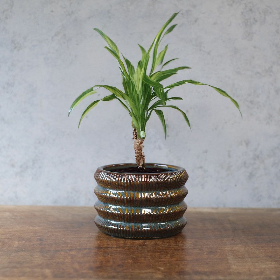 テラコッタの小さなプランターポット。かわいいサイズ感で多肉植物との