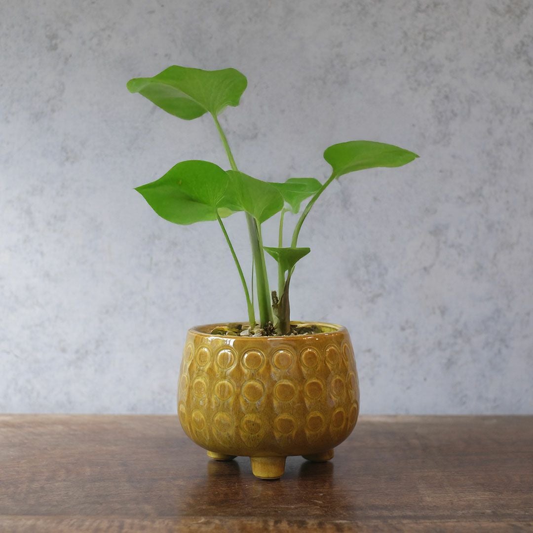 童話の鉢植えシリーズ 陶器のプランター 3つ足ポルカポット