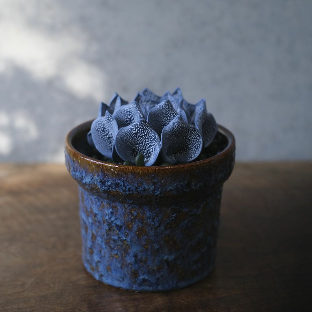 小さな陶器鉢に入れたABYSSALブルーの花を飾ったディスプレイ例